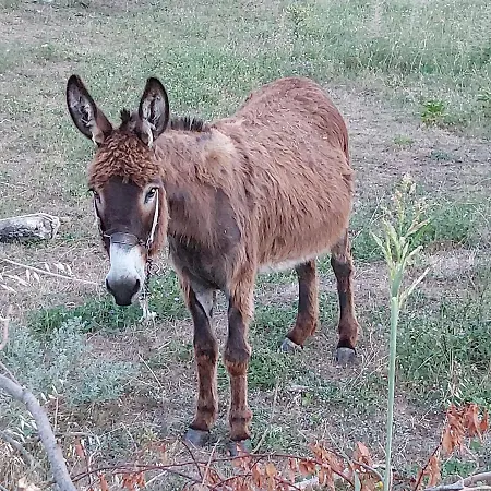 Maria Tsomou * Theologos (Thasos)