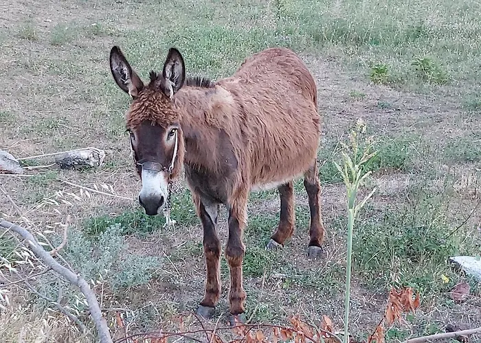 Maria Tsomou * Theologos (Thasos)
